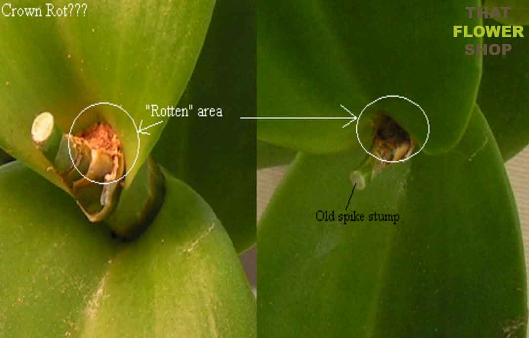 A real photo of a Phalaenopsis orchid viewed from above, showing dark mushy tissue in the crown where the newest leaves emerge