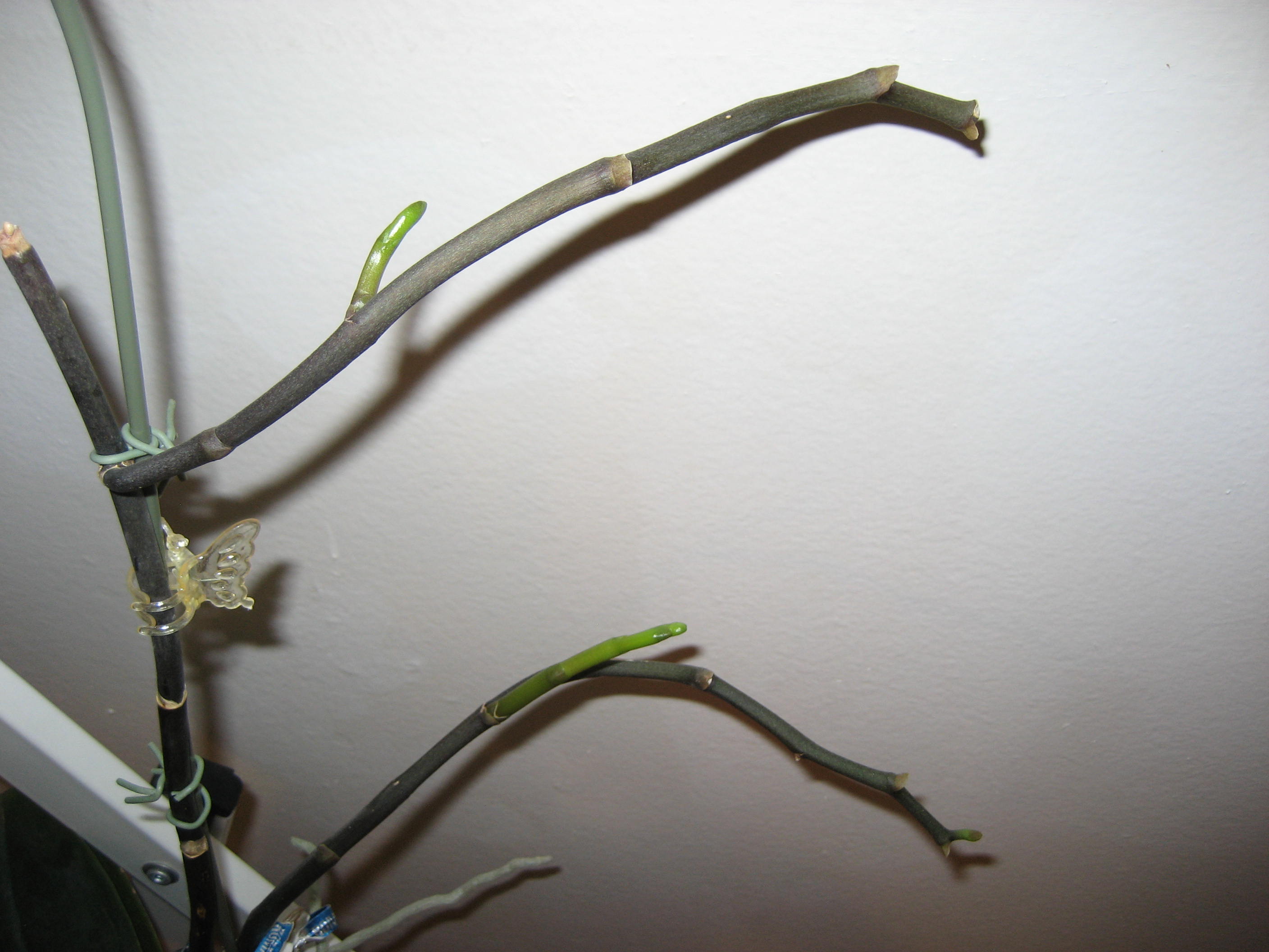 A real photo of a Phalaenopsis orchid with a branching flower spike, where the main spike is secured to one stake and a smaller side branch is gently supported by a second thin stake