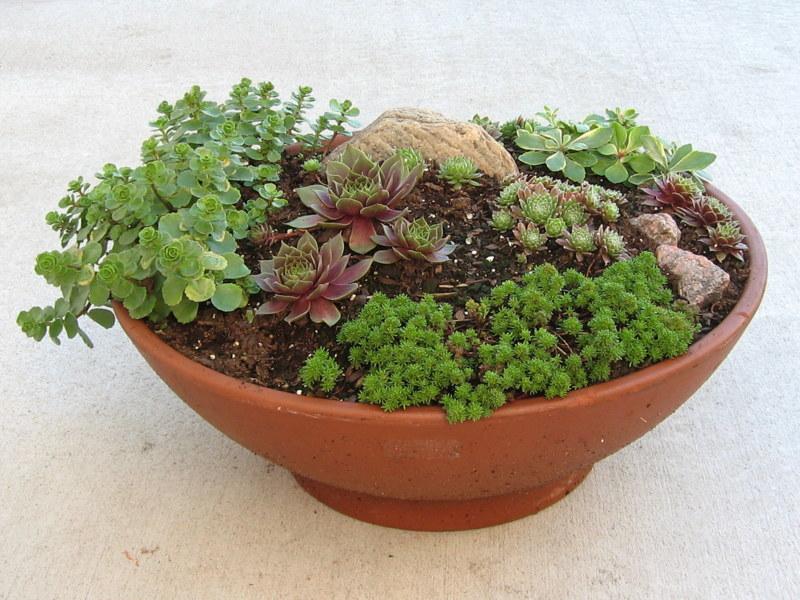 A real photo of a Sempervivum rosette growing in a shallow terracotta pot filled with gritty succulent soil and pumice, sitting in bright outdoor sunlight