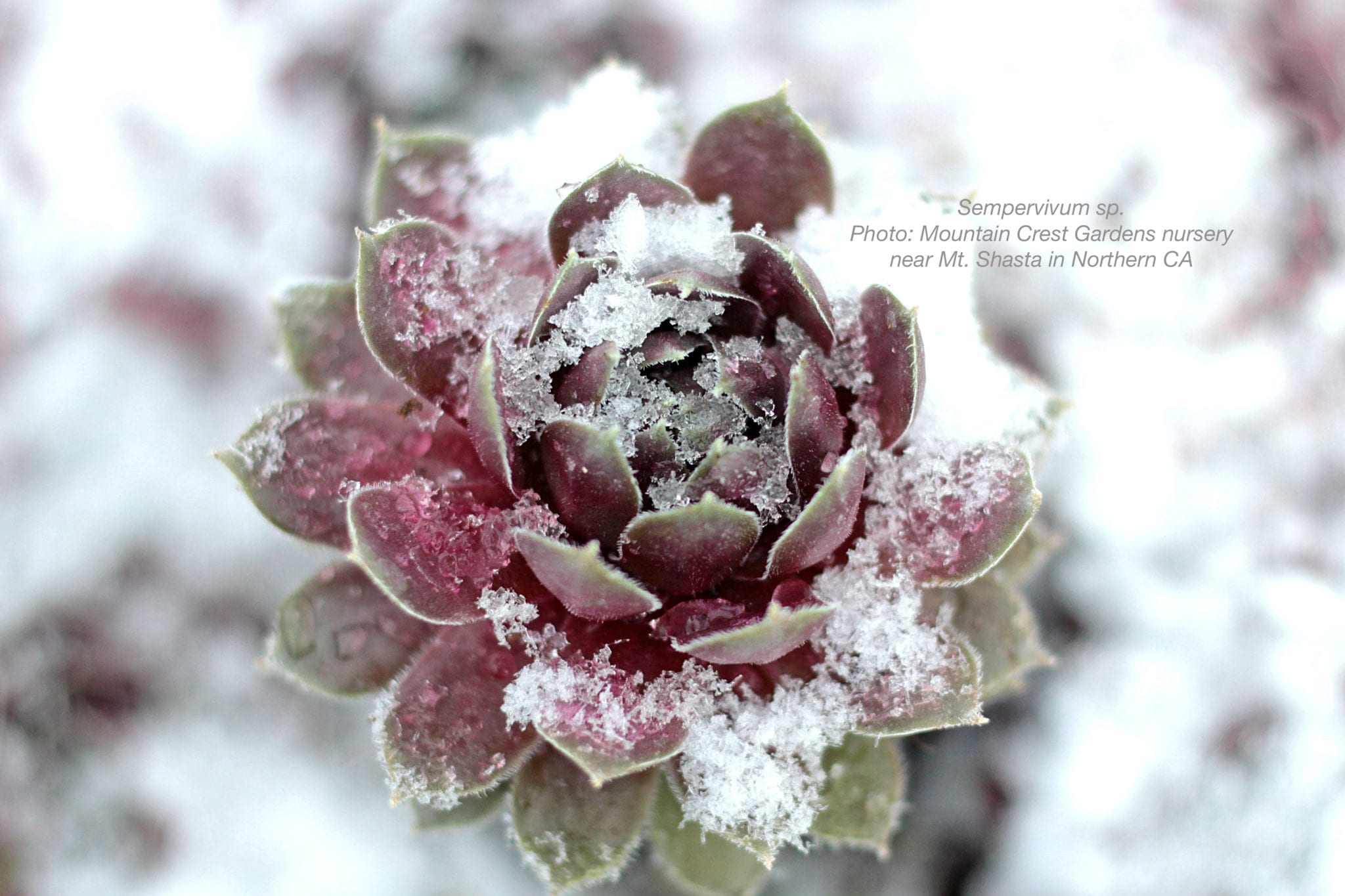 A real photo of a Sempervivum rosette outdoors in winter with a light frost on the leaves, growing in gritty soil with gravel top dressing