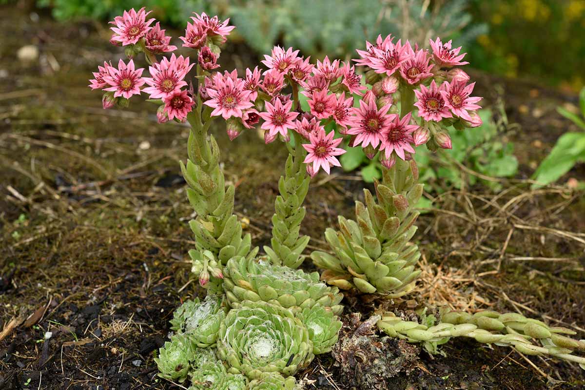 A real photo of a Sempervivum rosette sending up a tall flower stalk with small star-shaped pink blooms, growing outdoors in bright summer light