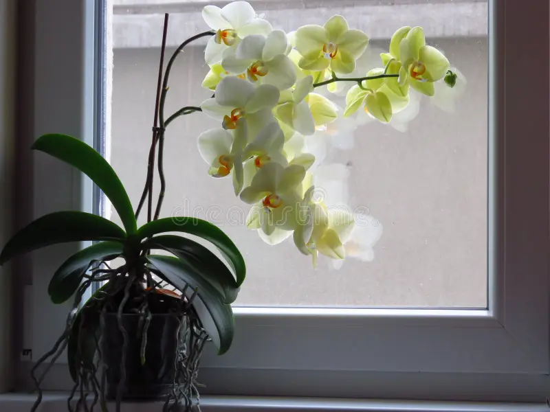Featured image for Orchid Aerial Roots: What’s Normal and How to Manage Them