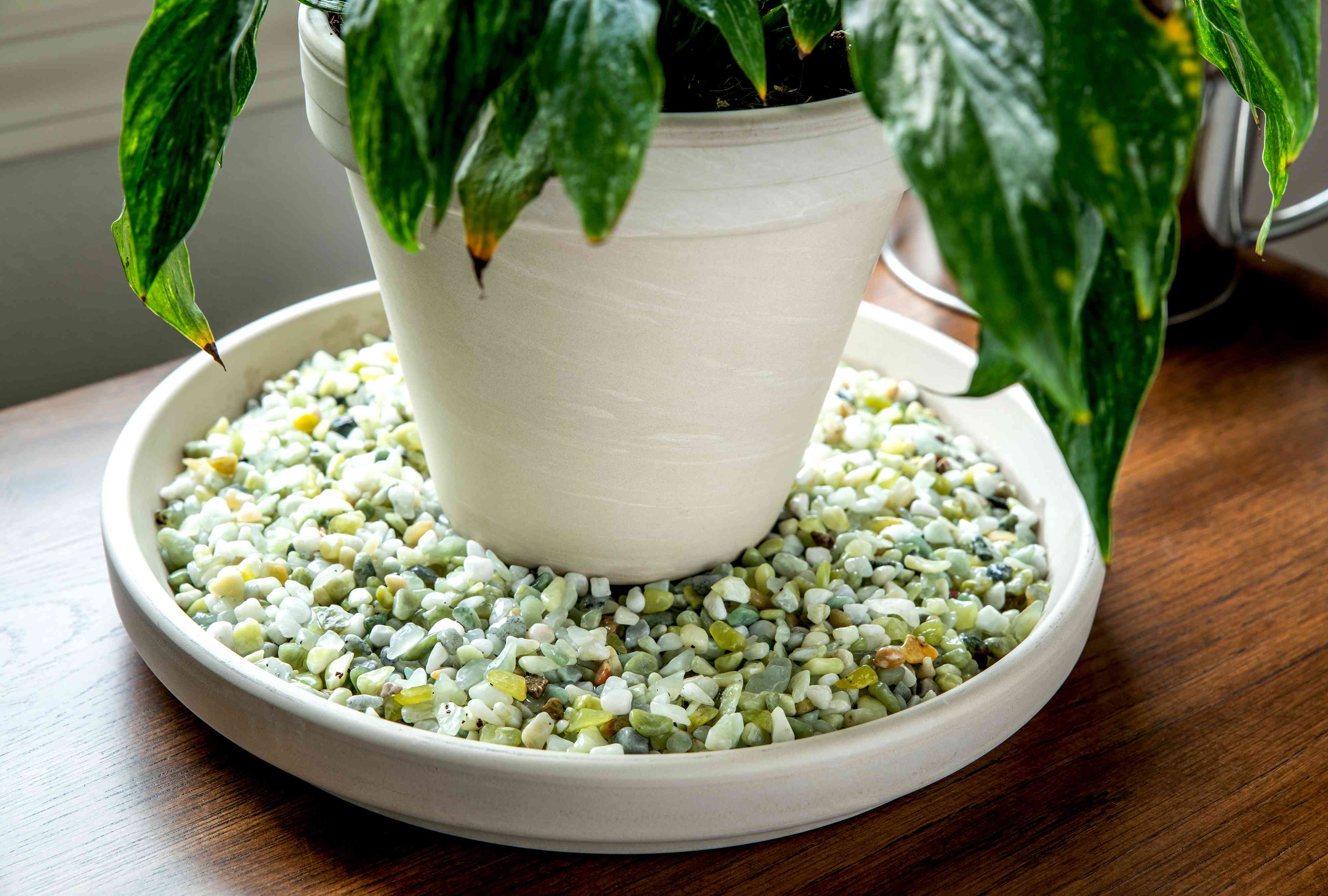 A real photo of a ceramic houseplant pot resting on a layer of pebbles inside a shallow tray with water visible below the pebble surface
