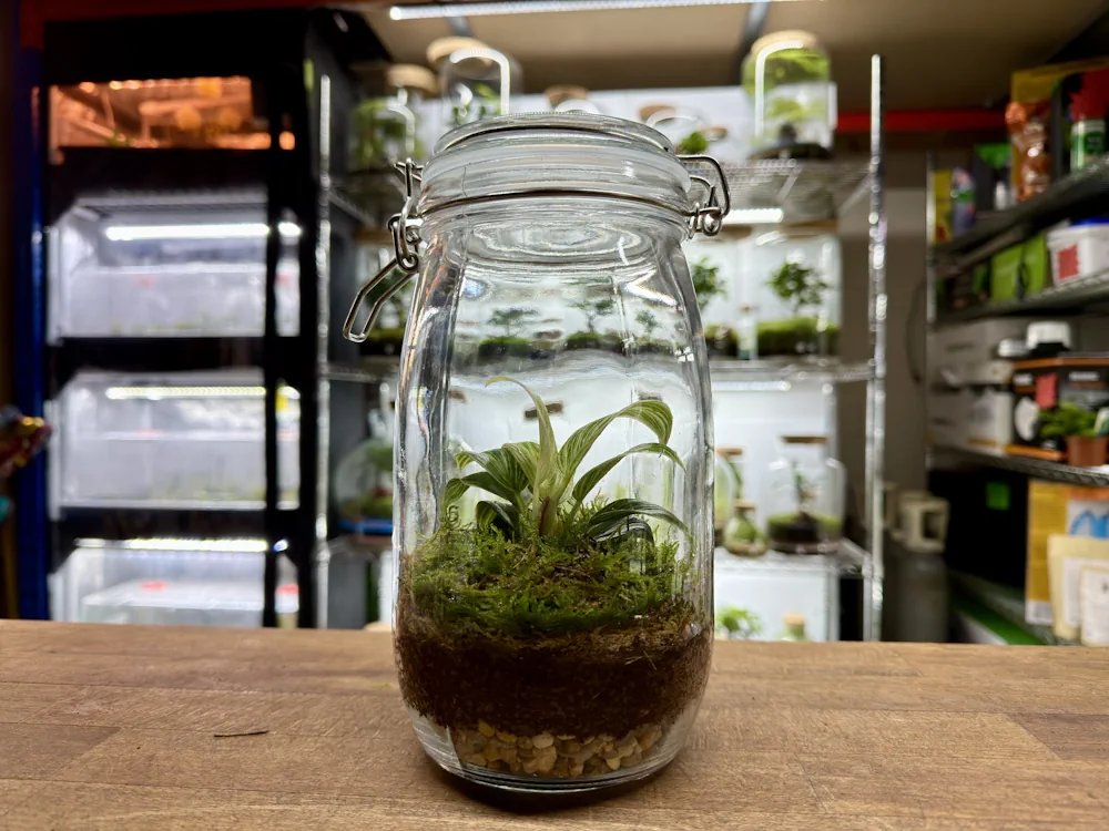 A real photo of a closed glass jar terrarium with a lid on an indoor shelf, showing light condensation on the glass