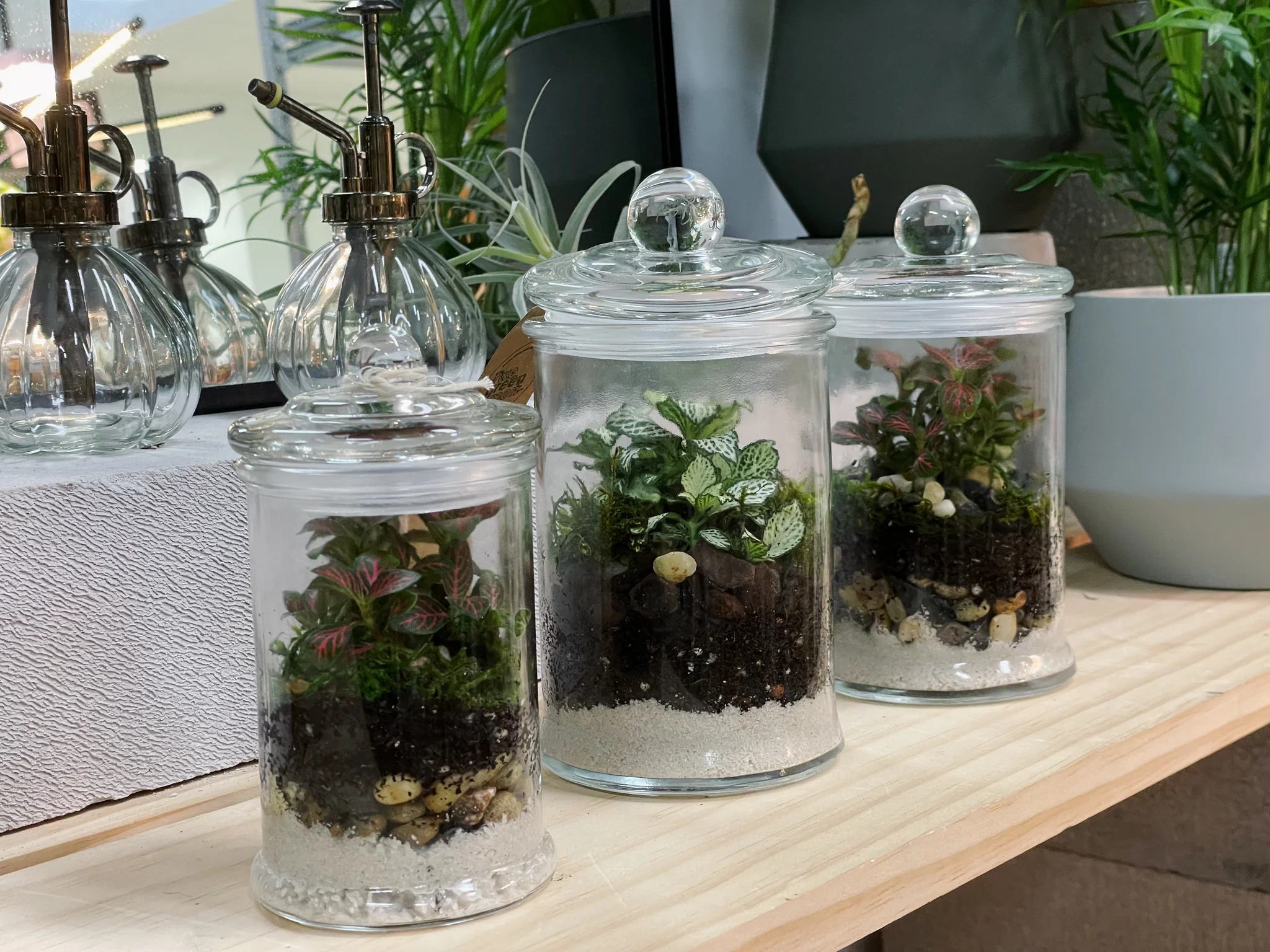 A real photo of a closed glass terrarium planted with fittonia and small ferns, with damp soil and clean glass