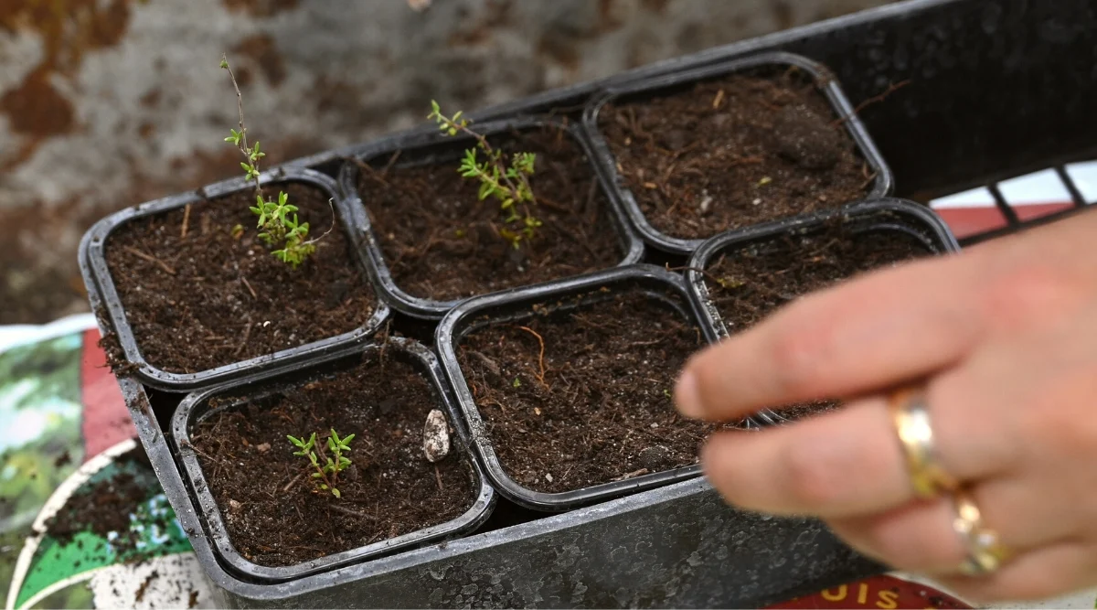 A real photo of a compact nursery thyme plant in a small plastic pot on a wooden table, showing healthy green stems and leaves