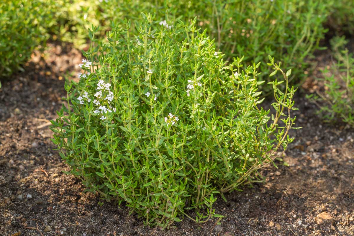 A real photo of a dense mound of green thyme growing in an outdoor garden bed in full sun, with dry mulch and nearby stones