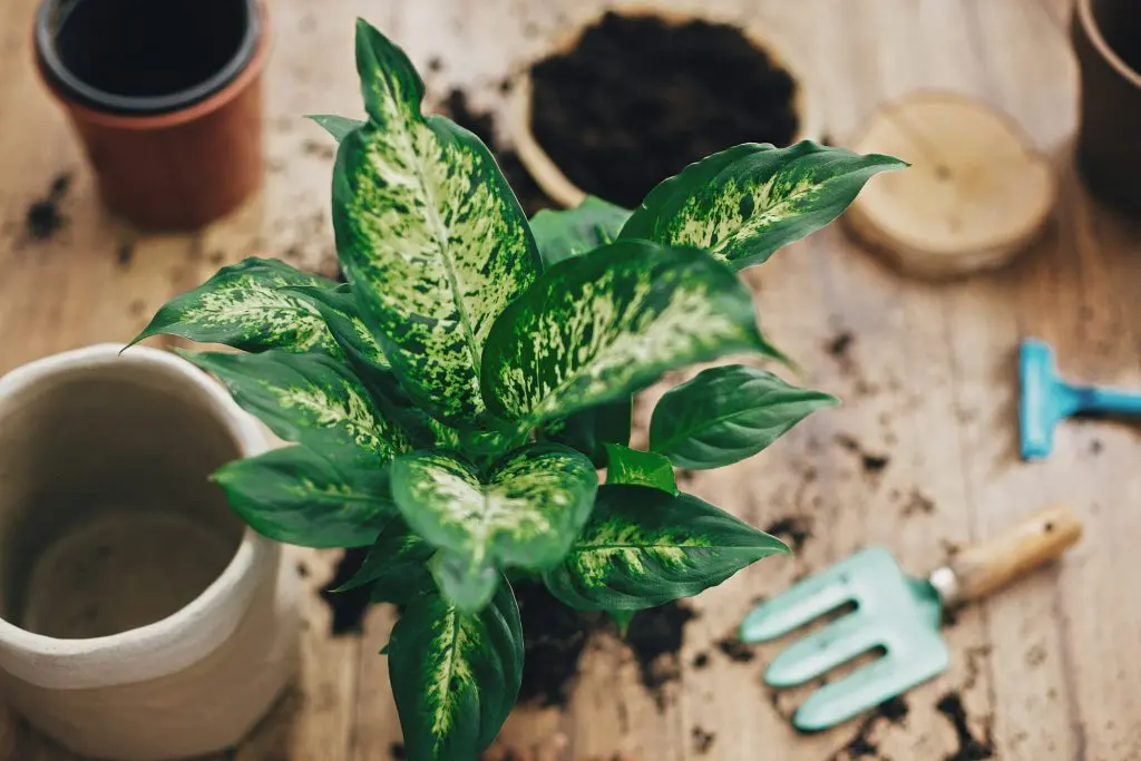 Featured image for How to Propagate Dieffenbachia (Dumb Cane)