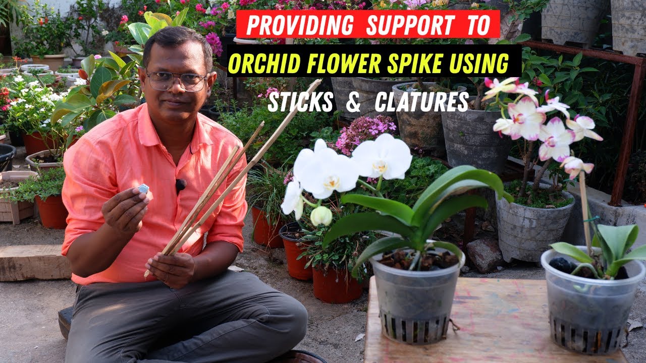 A real photo of a flowering Phalaenopsis orchid with one main spike gently clipped to a single bamboo stake, showing an arched spike with buds and open blooms
