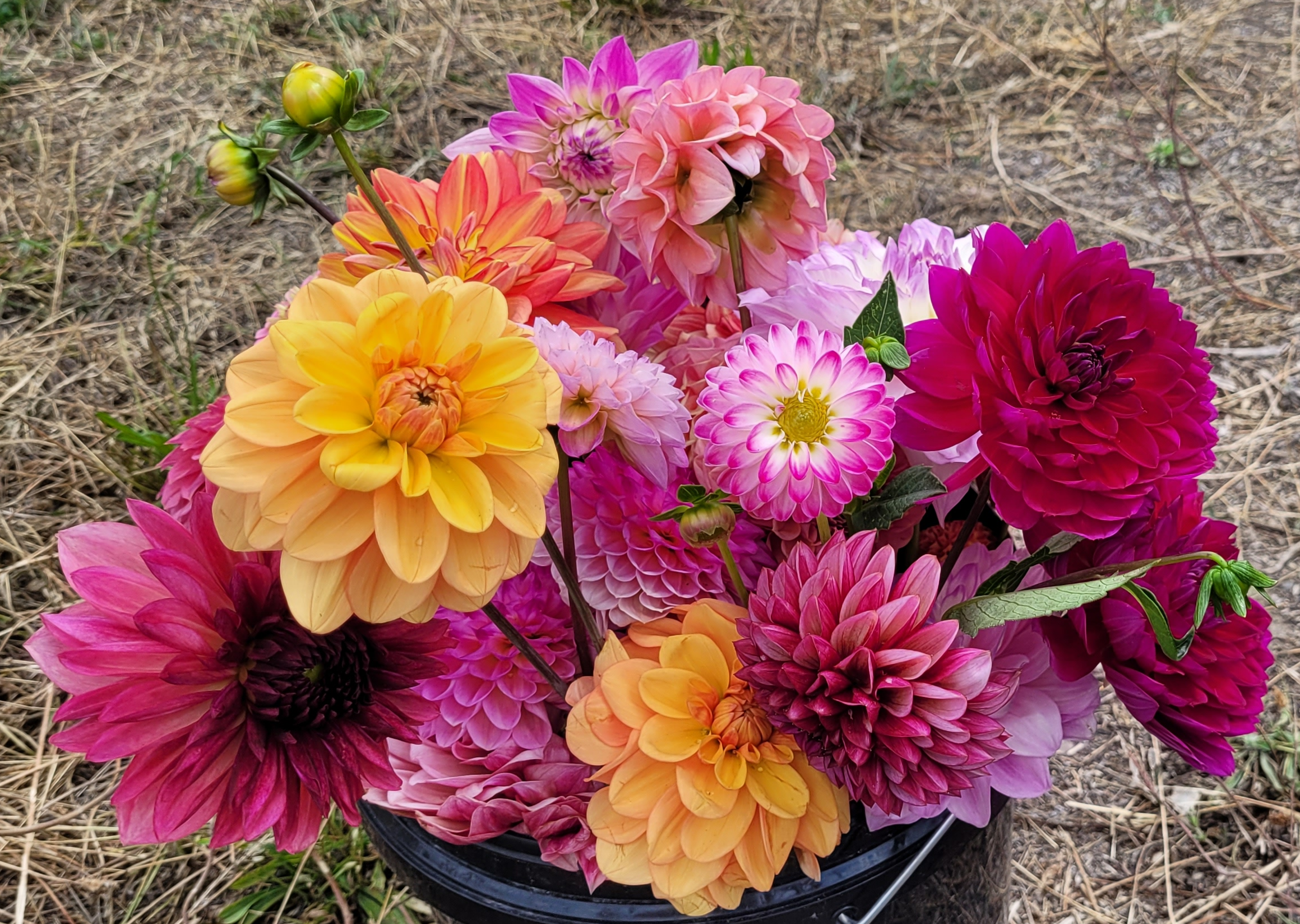 A real photo of a garden center display rack holding packaged dahlia tubers with price tags, taken in bright indoor retail lighting