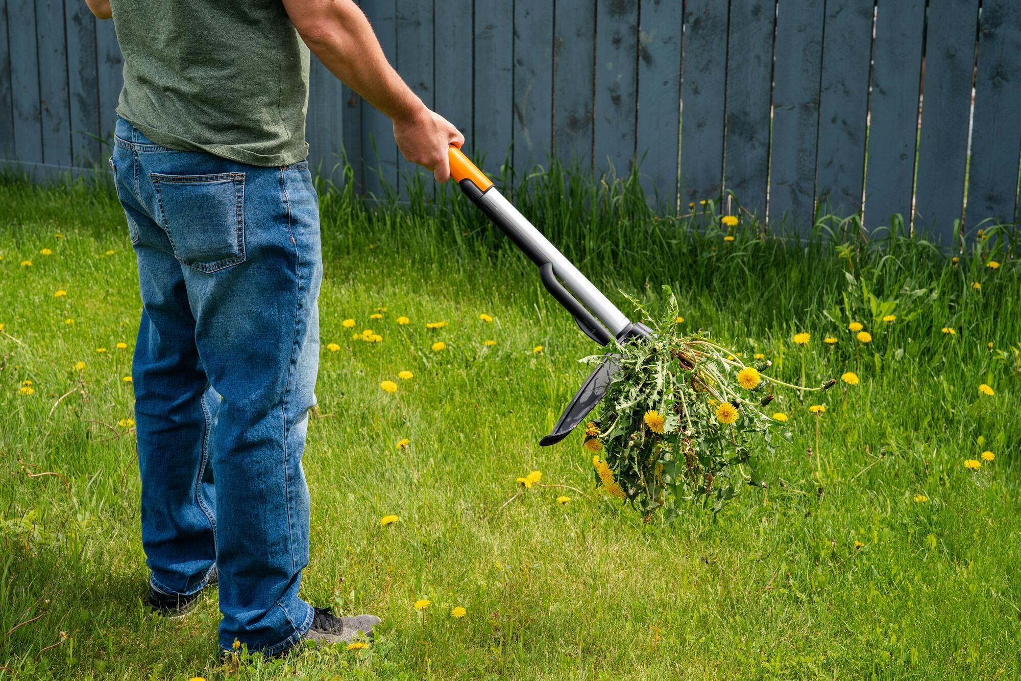 A real photo of a gardener holding a freshly pulled dandelion with a long taproot, standing over a backyard lawn with moist soil and small holes where weeds were removed