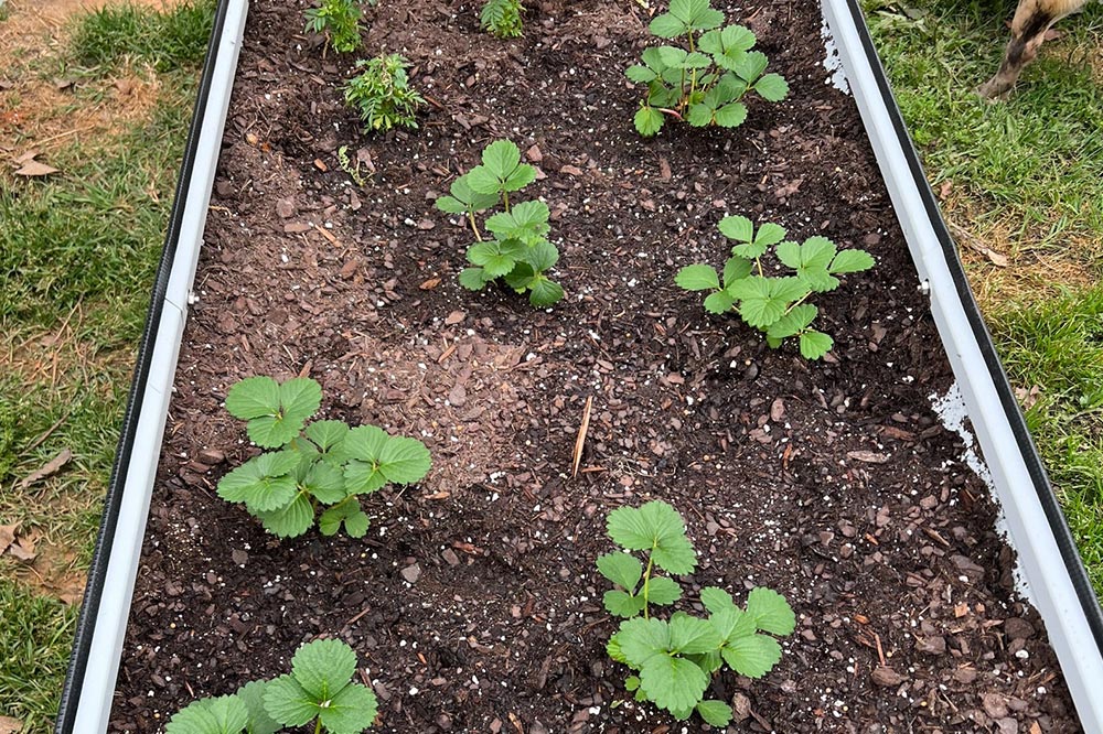 A real photo of a gardener planting a small rooted strawberry start into a raised bed with compost-amended soil, with a trowel nearby