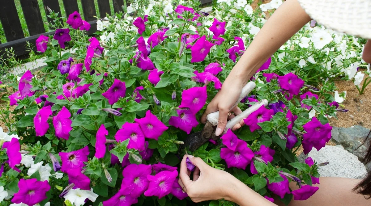 A real photo of a gardener using hand pruners to trim back leggy petunia stems in a patio container