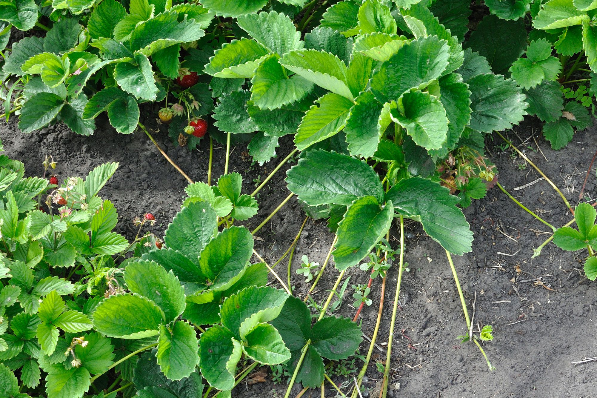 A real photo of a gardener's hand using a U-shaped wire pin to hold a strawberry daughter plantlet against moist garden soil, with the runner still attached to the mother plant
