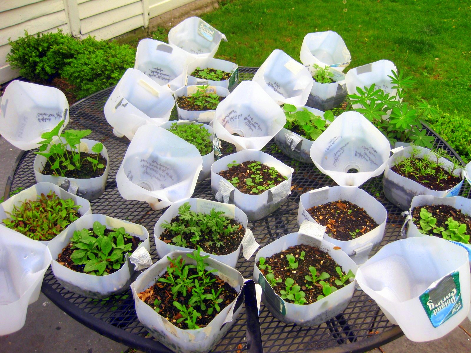 A real photo of a gardener's hands holding a plastic milk jug cut open like a hinged clamshell with potting mix inside on an outdoor patio table