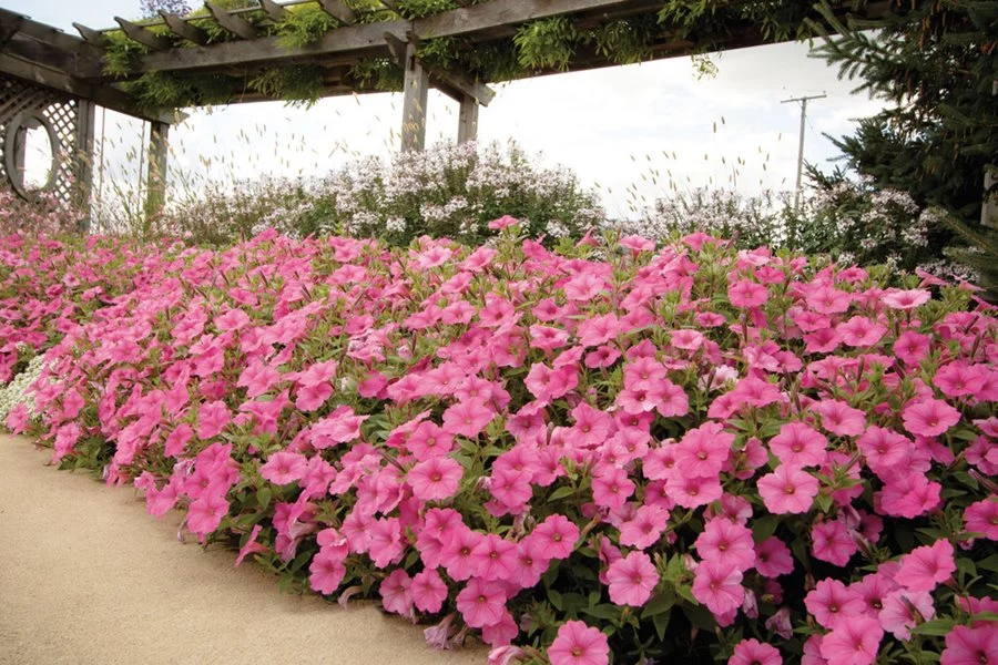 A real photo of a grandiflora petunia with large soft pink blooms growing upright in a sunny garden bed