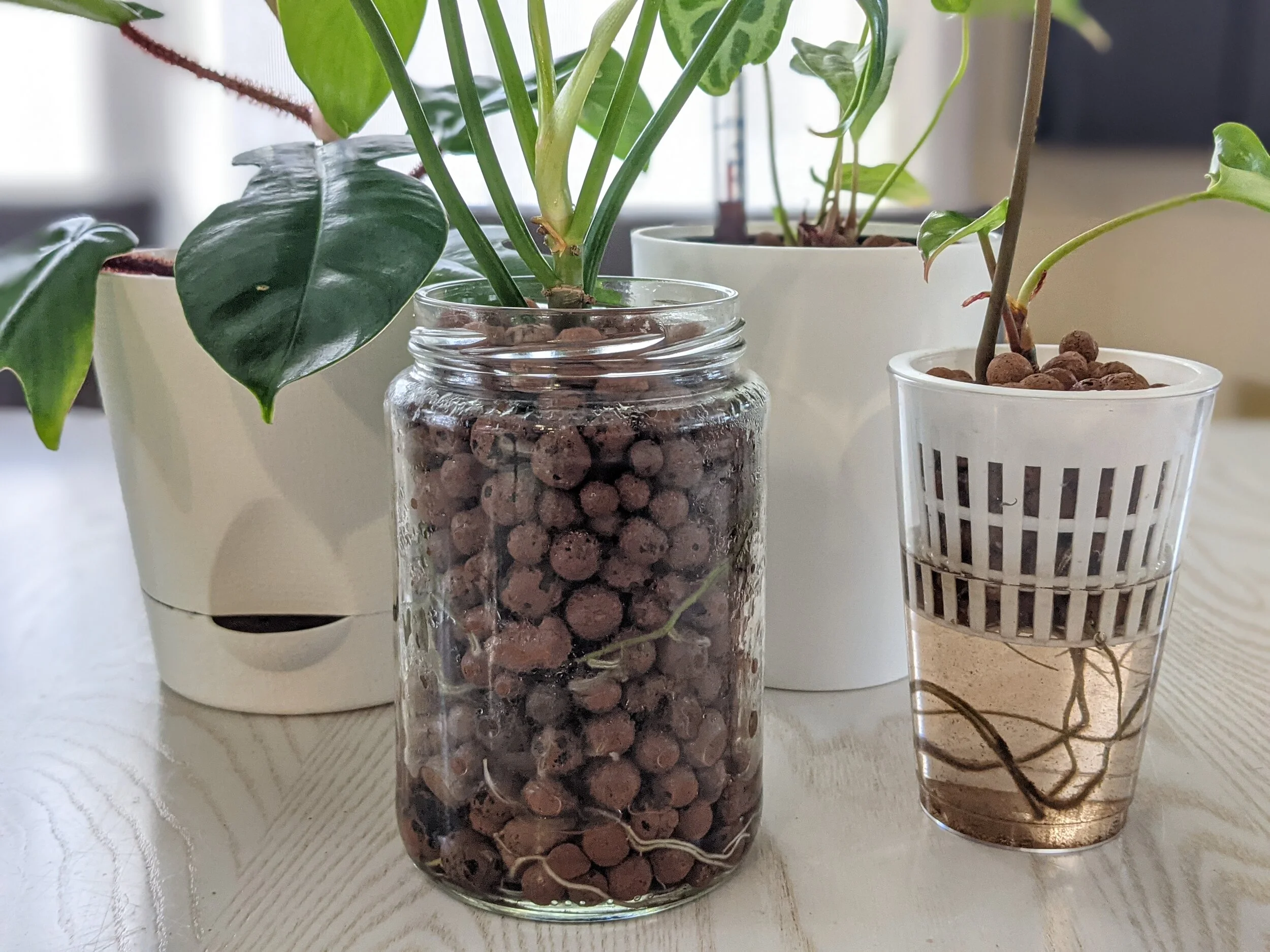 Featured image for Semi-Hydro (LECA) for Houseplants