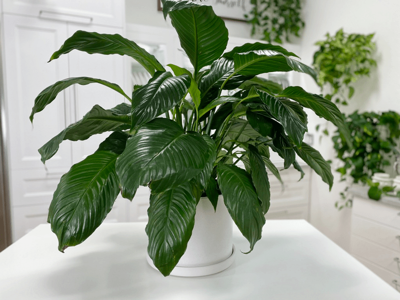 A real photo of a healthy peace lily with fresh upright green leaves unfurling near a bright window with sheer curtains