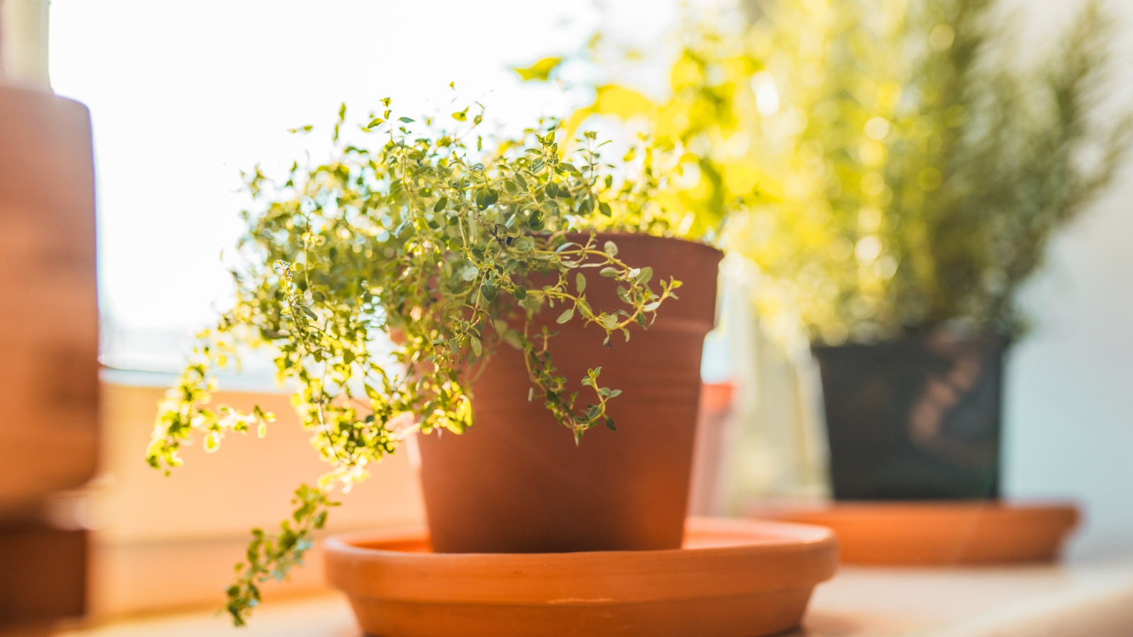 Featured image for How to Grow Thyme at Home