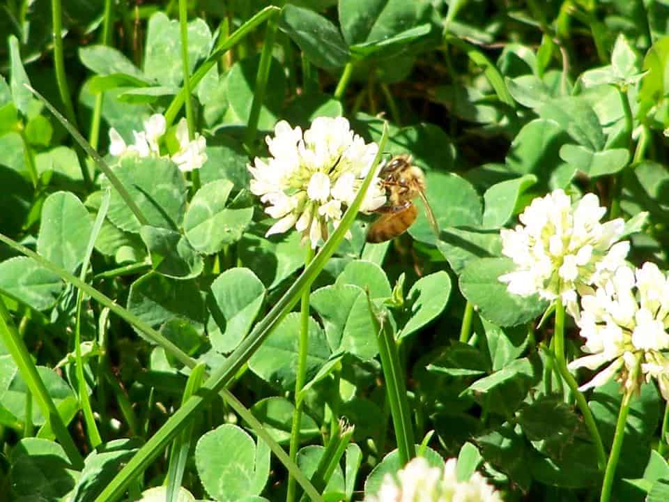 A real photo of a honeybee collecting nectar from a white clover flower in a lawn on a sunny day