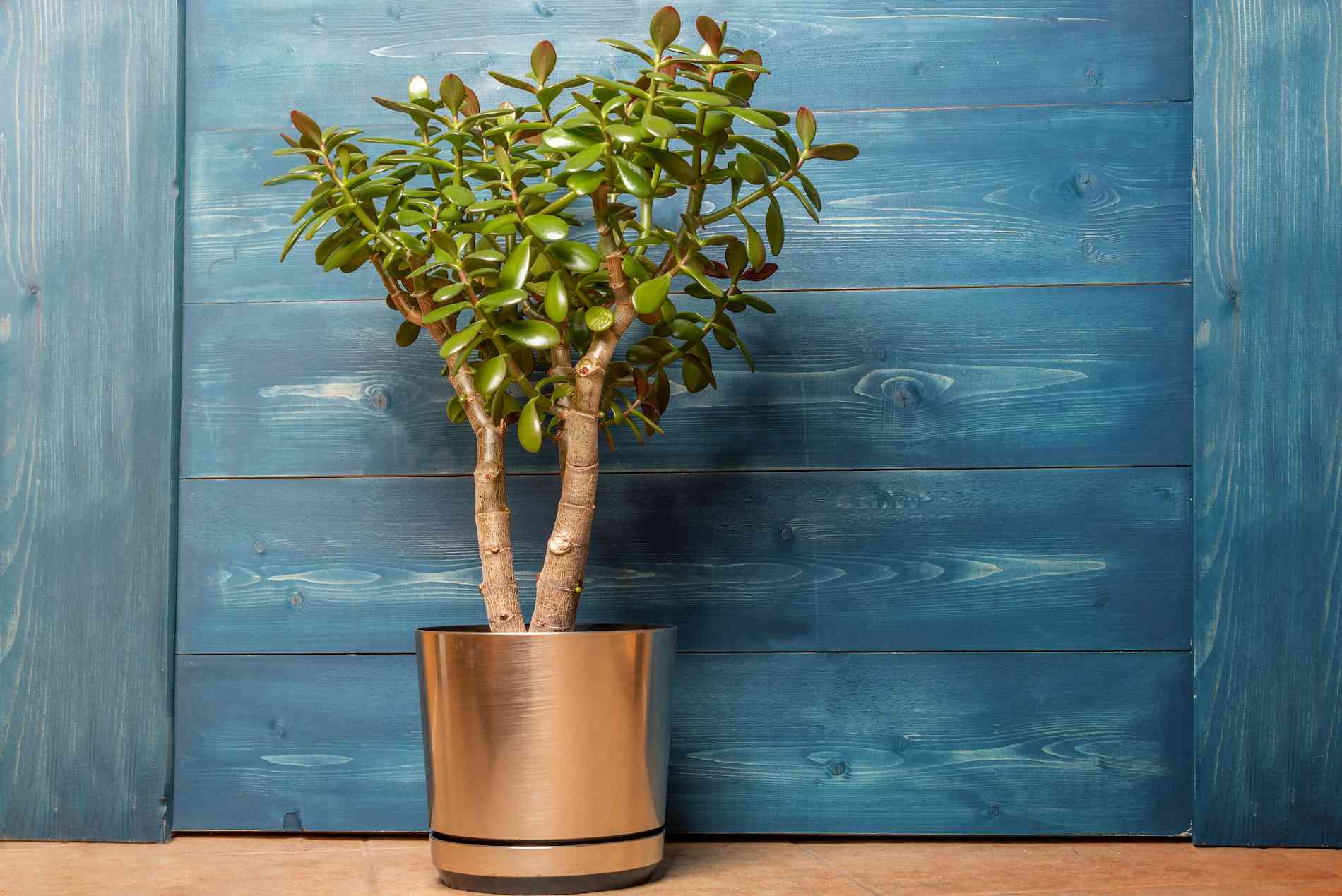 A real photo of a jade plant in a terracotta pot on an indoor table with several freshly dropped green leaves scattered on the soil surface and tabletop, natural window light