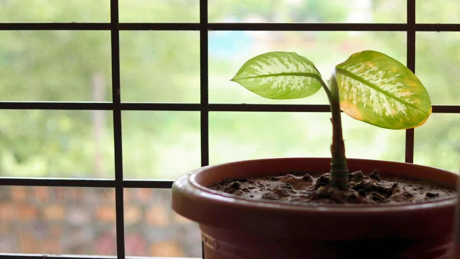 A real photo of a leafy dieffenbachia top cutting planted in a small pot with perlite-rich mix on a windowsill in bright indirect light
