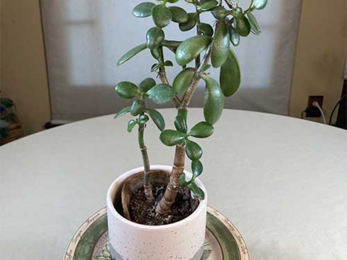 A real photo of a leggy jade plant with long bare stems and sparse leaves leaning toward a dim window, indoor apartment setting