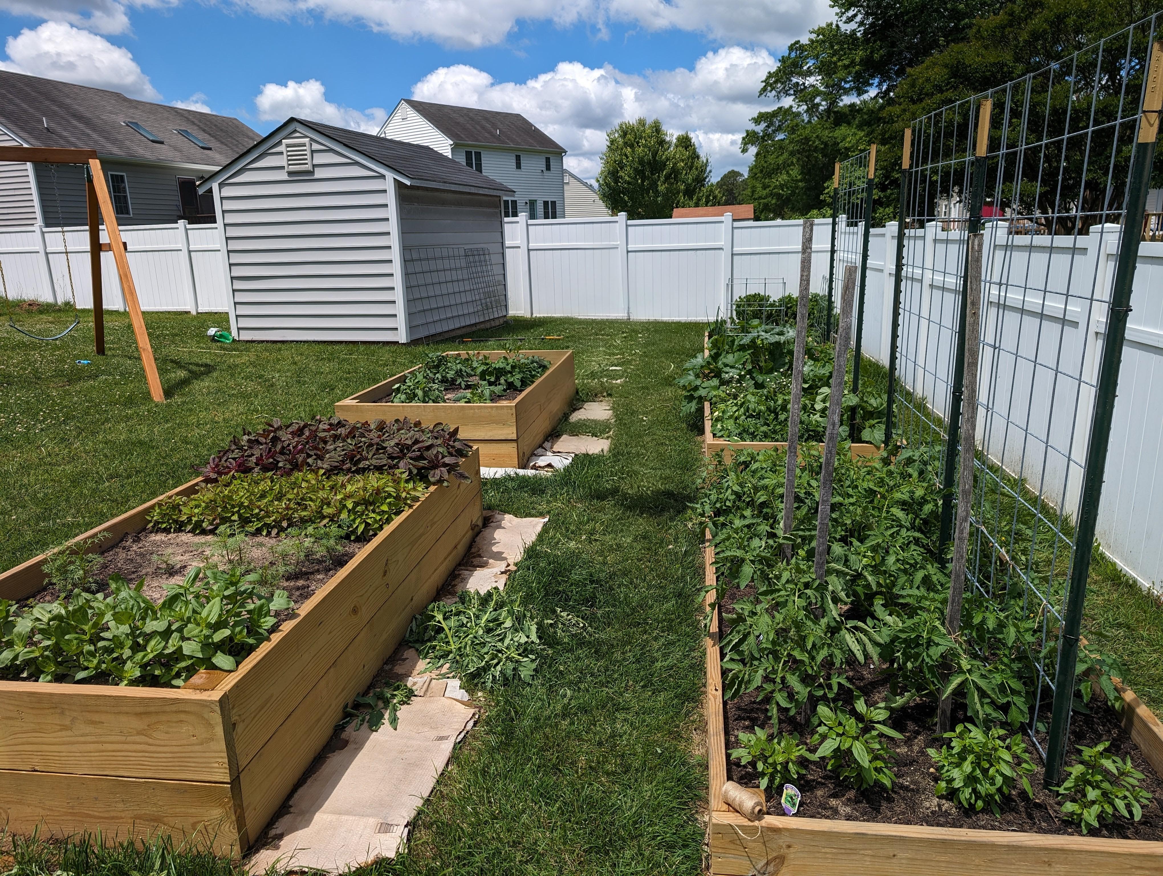 A real photo of a low thyme border growing along the edge of a raised vegetable garden bed in full sun, with leafy green vegetables in the background