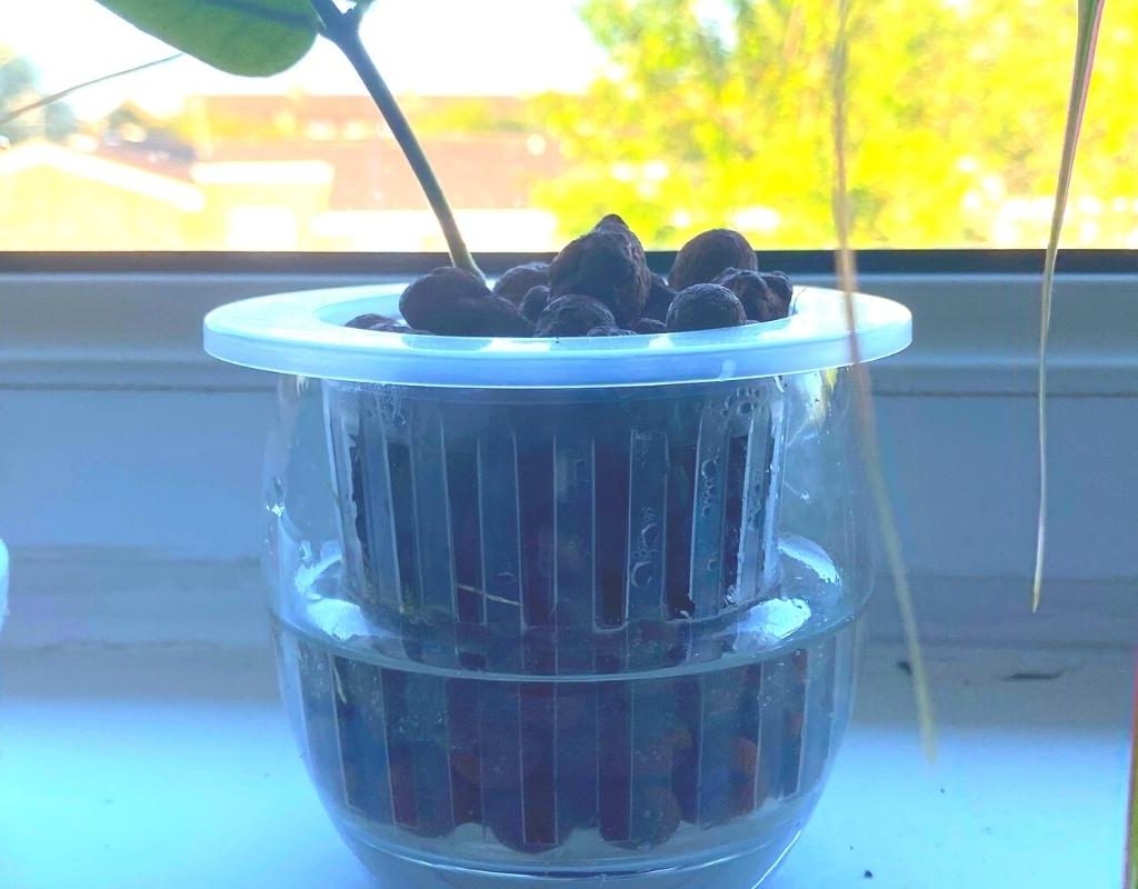 A real photo of a net pot filled with LECA being rinsed under a kitchen faucet, water draining through the holes into a sink