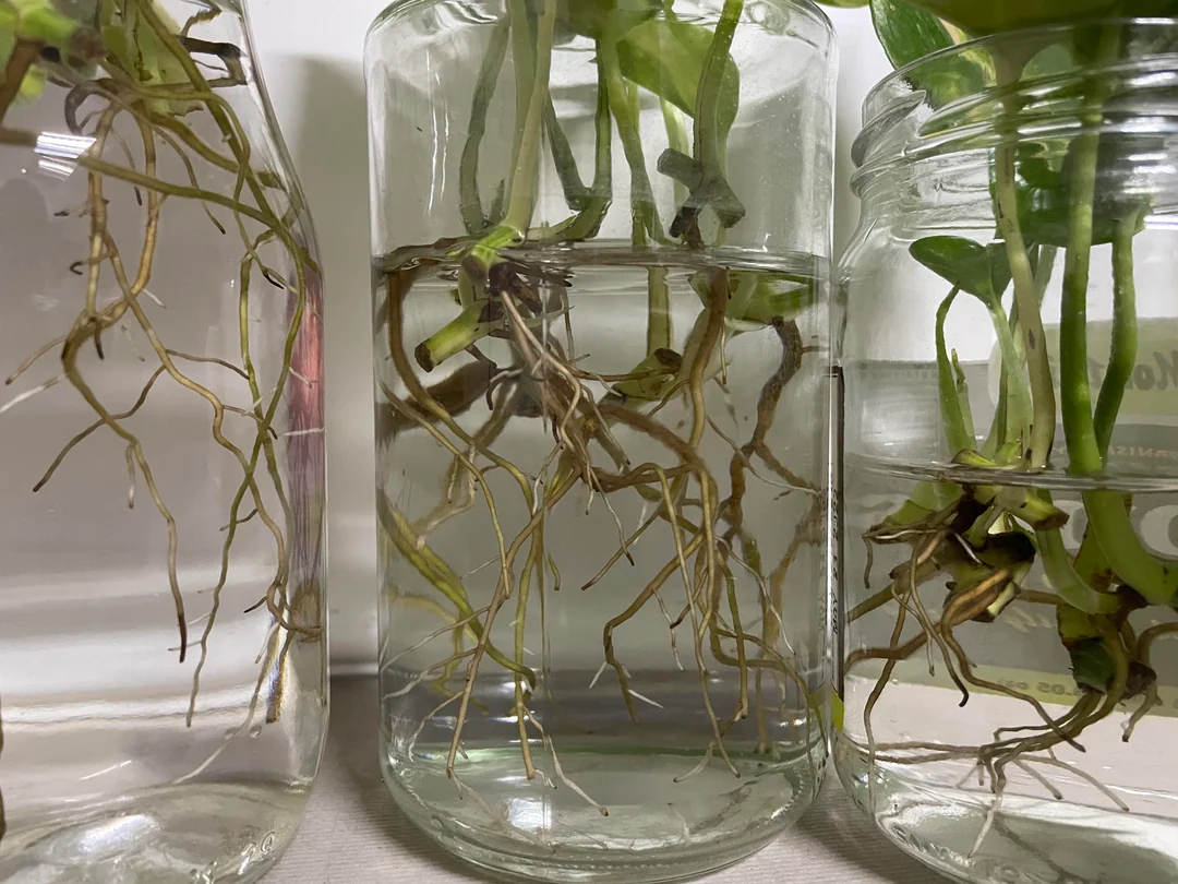 A real photo of a pothos cutting with white roots established in LECA inside a small clear container, sitting on a bright windowsill