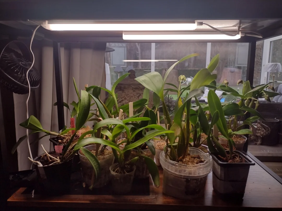 A real photo of a potted Phalaenopsis orchid on a table near a bright window with a small fan positioned to provide gentle airflow across the leaves