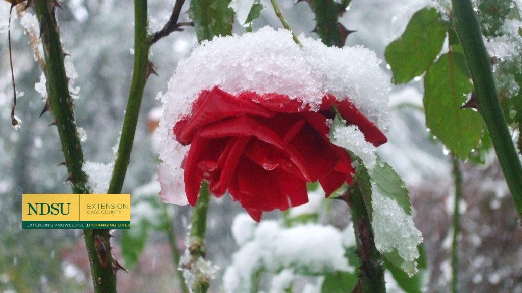A real photo of a rose cone placed over a dormant rose with dry leaves tucked inside around the canes, sitting in a garden bed after frost