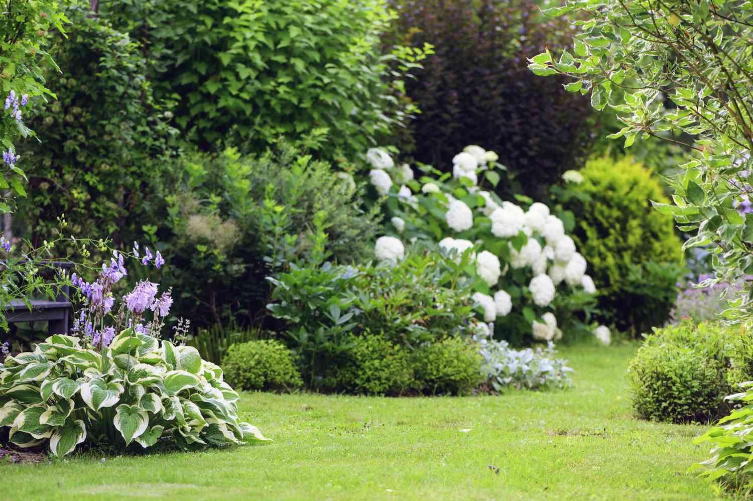 A real photo of a shady shrub border with leaf litter and mulch along a fence line in a backyard, natural outdoor photography style