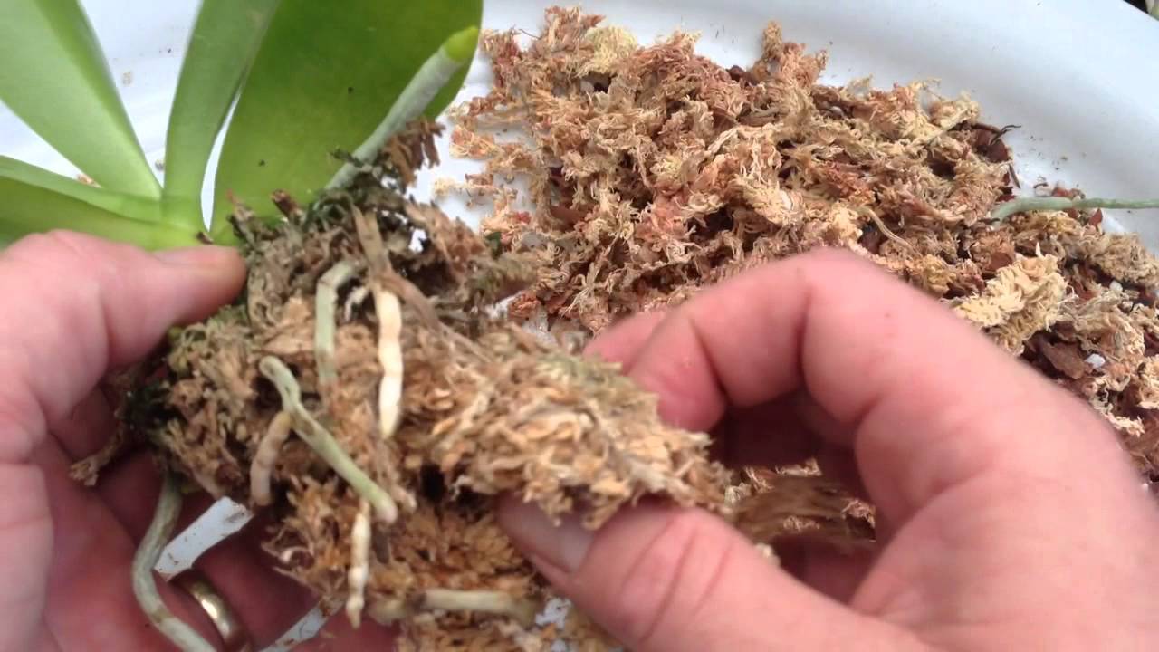 A real photo of a small Phalaenopsis keiki being placed into a clear plastic pot with fluffy damp sphagnum moss, roots visible against the pot walls