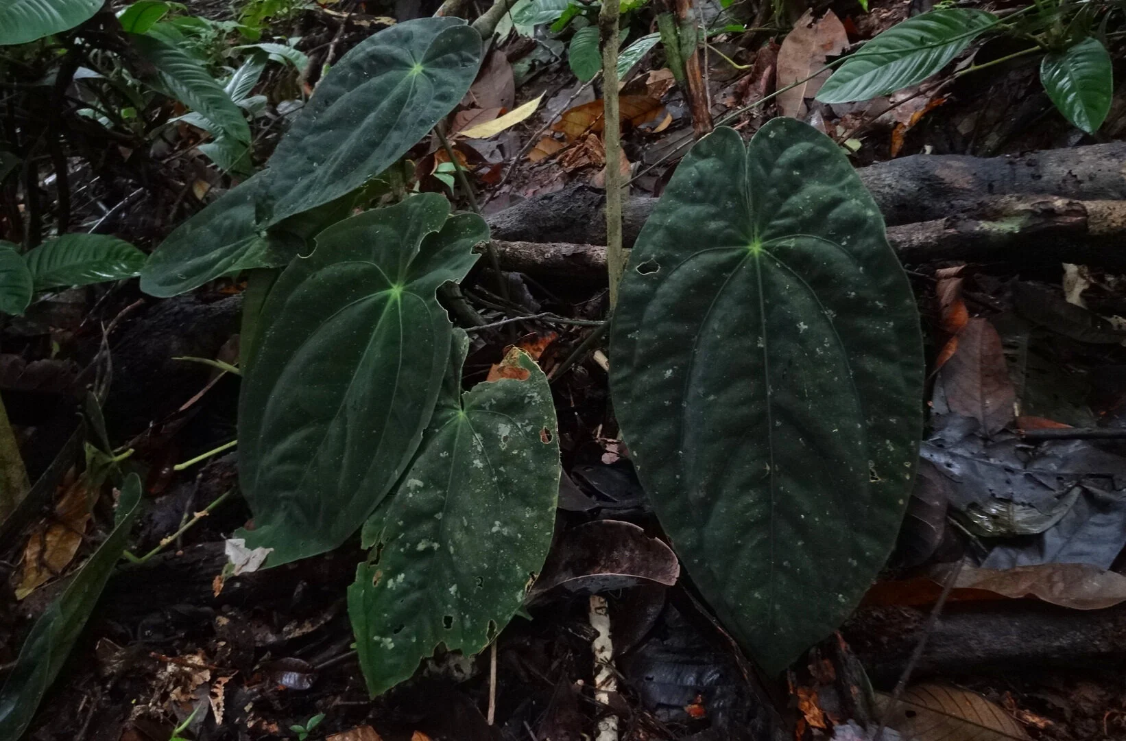 A real photo of a small anthurium basal offset being separated from a larger parent plant at the potting bench, with visible roots and a small nursery pot ready