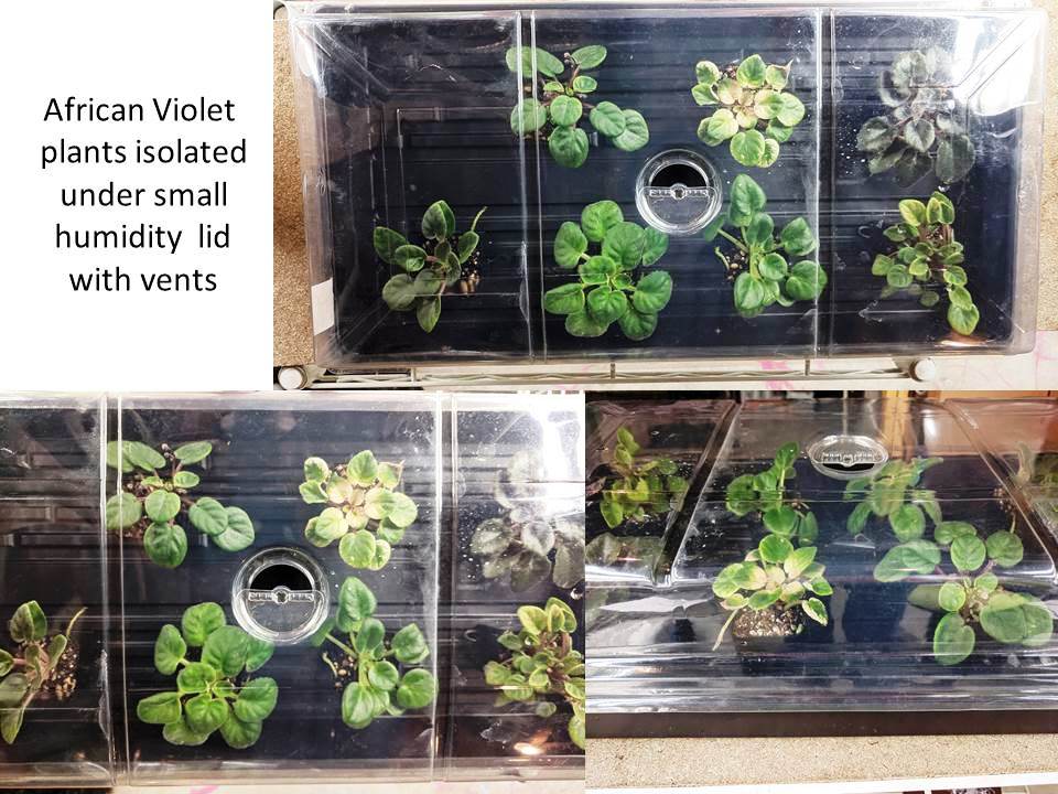 A real photo of a small pot with an African violet leaf cutting in airy potting mix covered by a clear plastic humidity dome on an indoor plant shelf