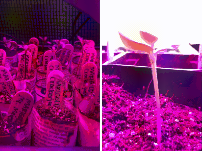 A real photo of a small tabletop fan on a plant shelf gently blowing toward young seedlings under grow lights