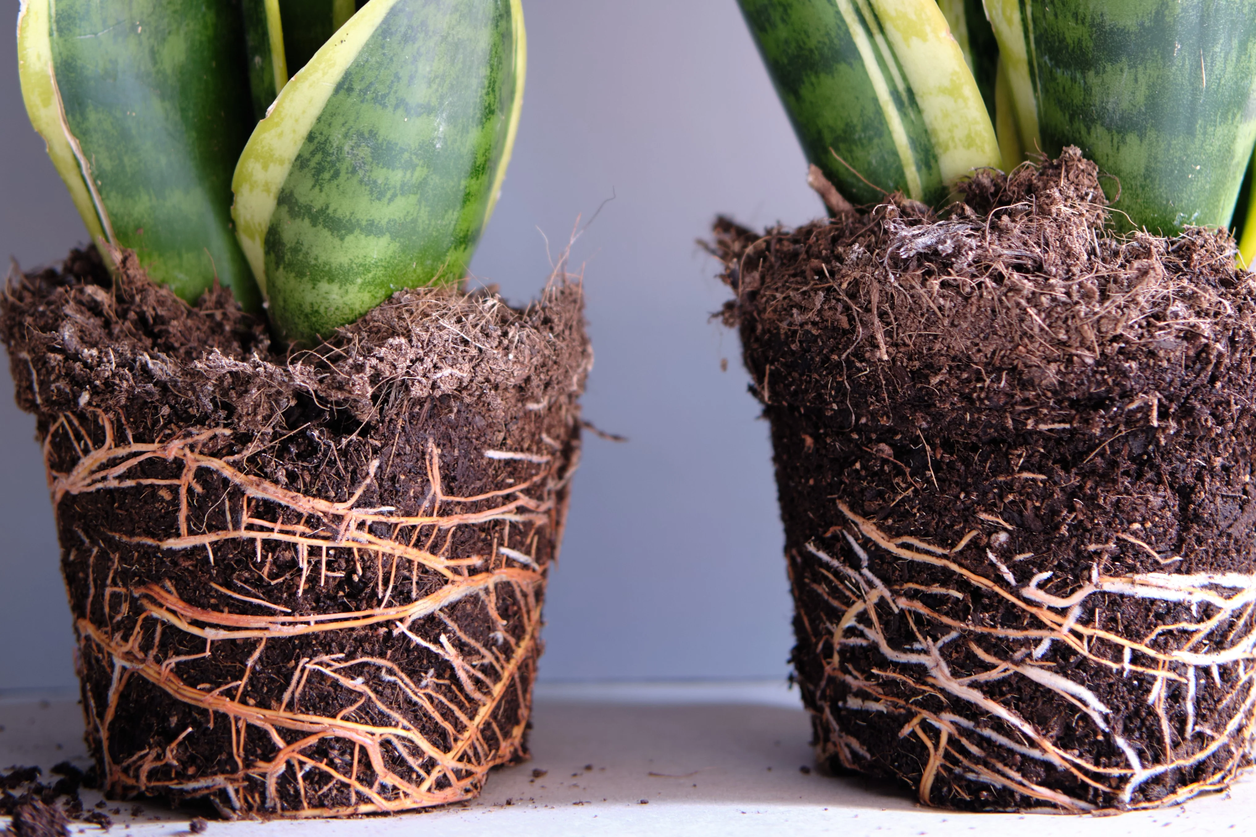 A real photo of a snake plant lifted from a pot showing a tight, circling root ball with roots wrapped around the soil mass, indoor natural light, photorealistic