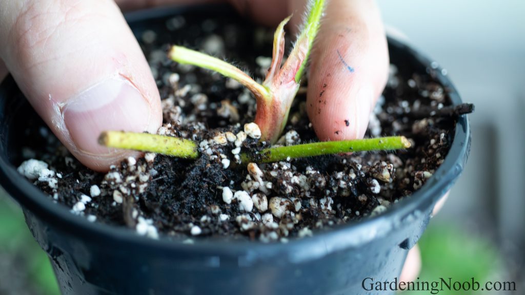 A real photo of a strawberry runner stretching from a mother plant to a daughter plantlet secured into a small nursery pot with a wire pin, sitting on a patio