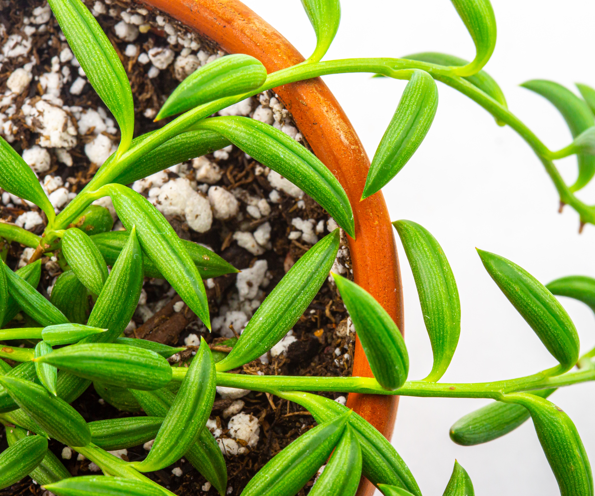 A real photo of a string of bananas plant in a terracotta pot with visible gritty succulent soil and trailing stems spilling over the rim