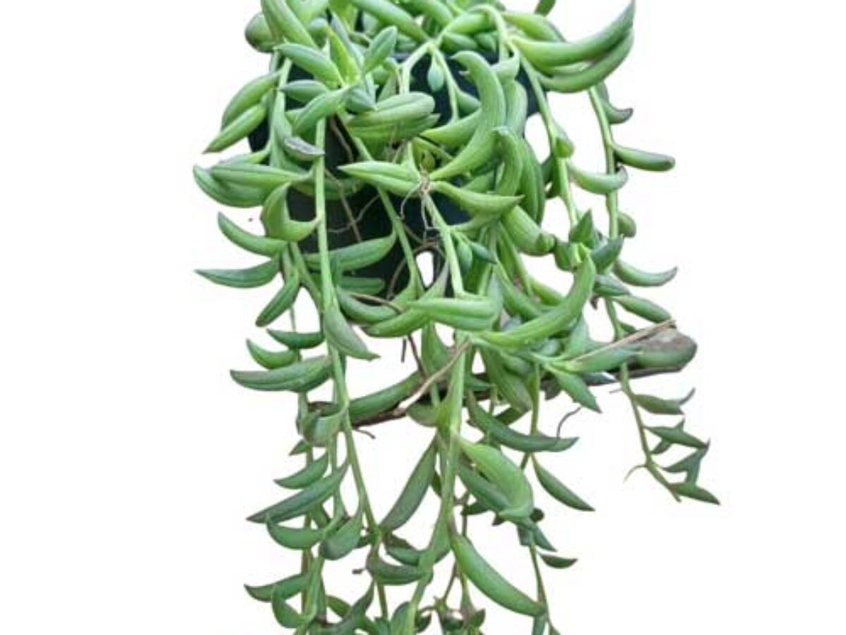 A real photo of a string of bananas plant with leggy growth, showing long sparse stems and widely spaced leaves near a window with low light