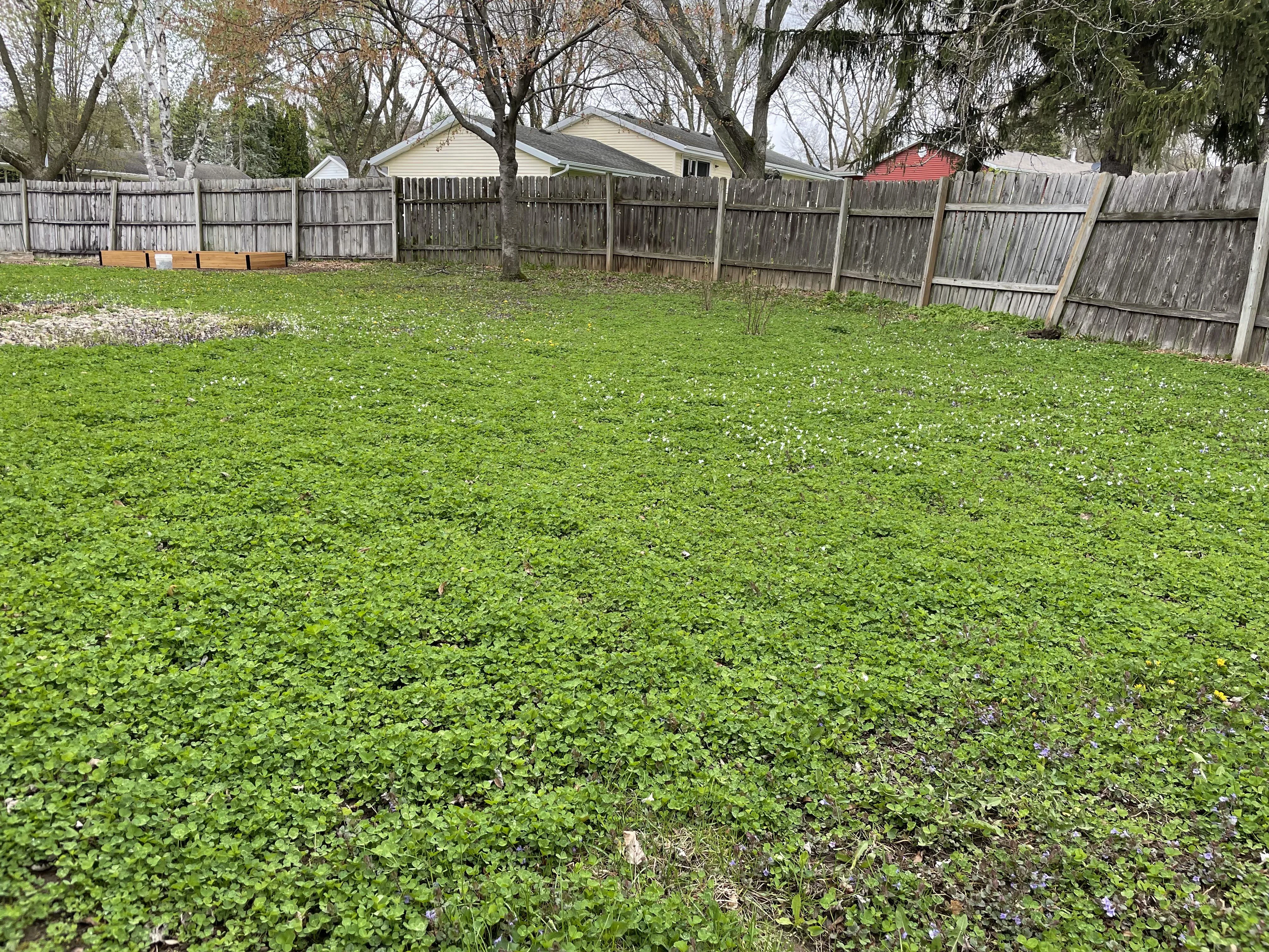 Featured image for How to Get Rid of Clover in Your Lawn Naturally
