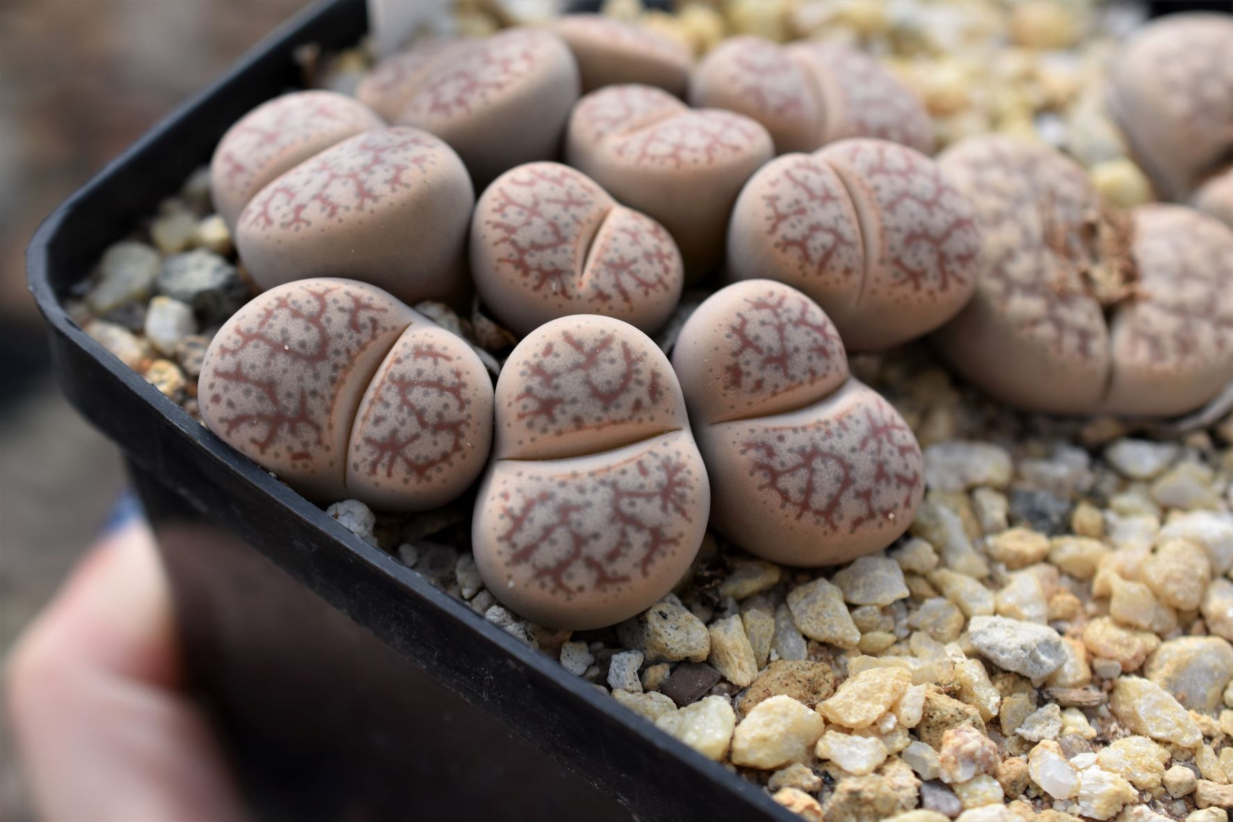 A real photo of a terracotta pot planted with lithops in a very gritty mineral soil mix, with small gravel as a top dressing
