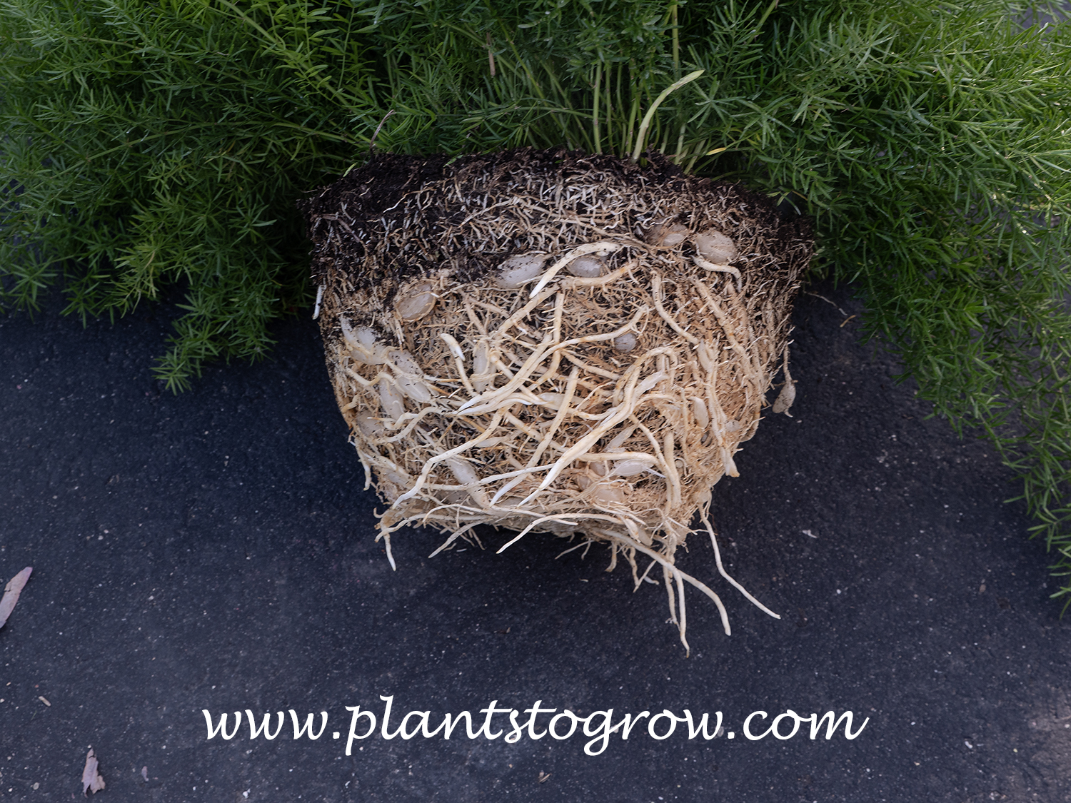 A real photo of an asparagus fern removed from its pot showing dense, tuberous roots circling tightly around the soil