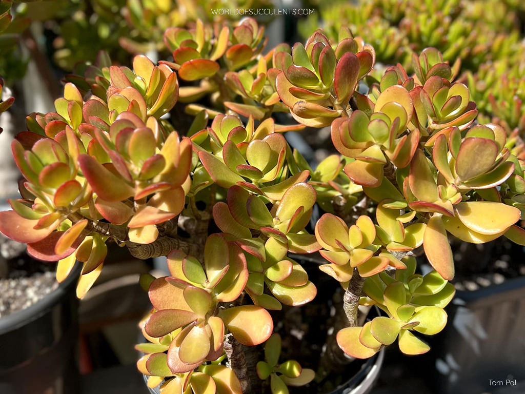 A real photo of an overwatered jade plant with several yellowing, soft-looking leaves and damp potting soil in a plastic pot, indoor lighting