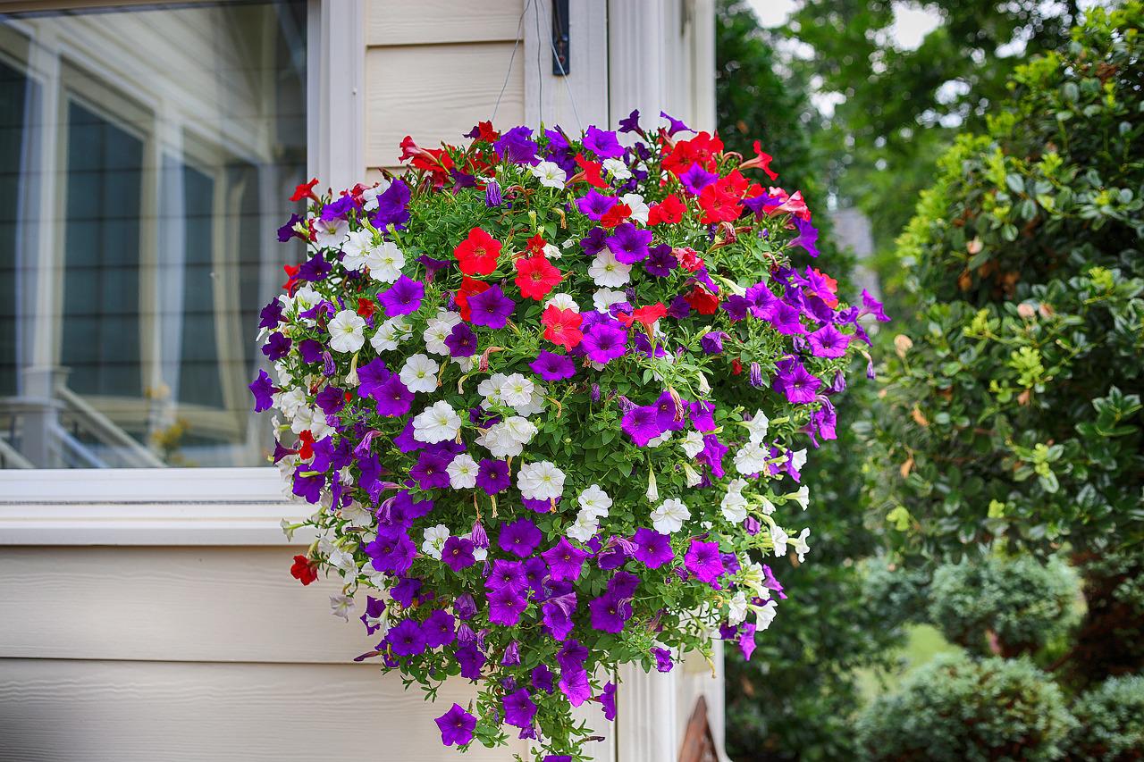 Petunia Care: Spreading vs Upright and Sunlight Needs