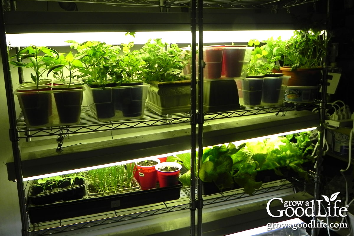 A real photo of crowded seedling trays on an indoor shelf with seedlings touching leaves and leaning toward a nearby light source