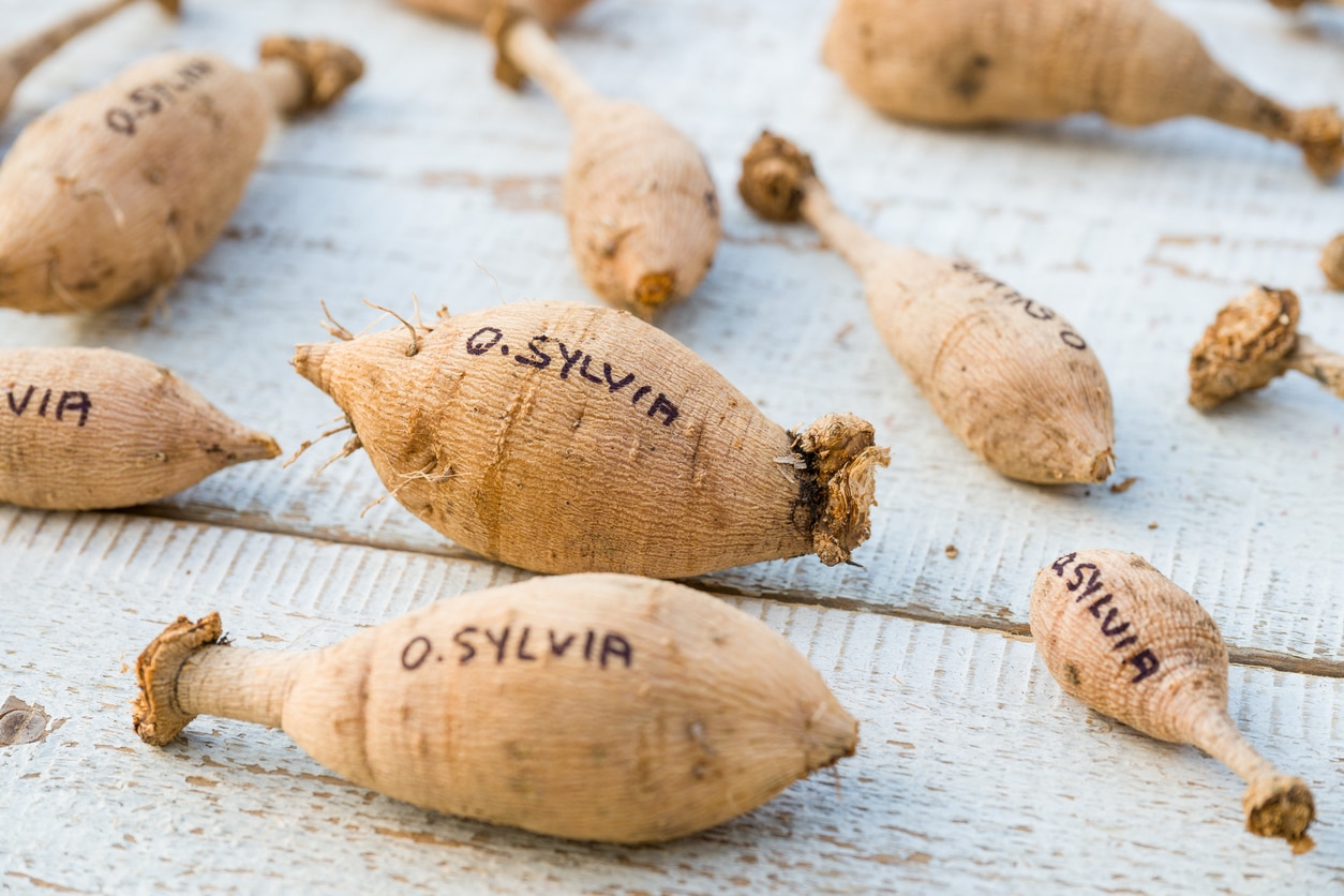 A real photo of dahlia tuber clumps on a table with weatherproof plastic plant tags tied on with twine, tags blank or turned away