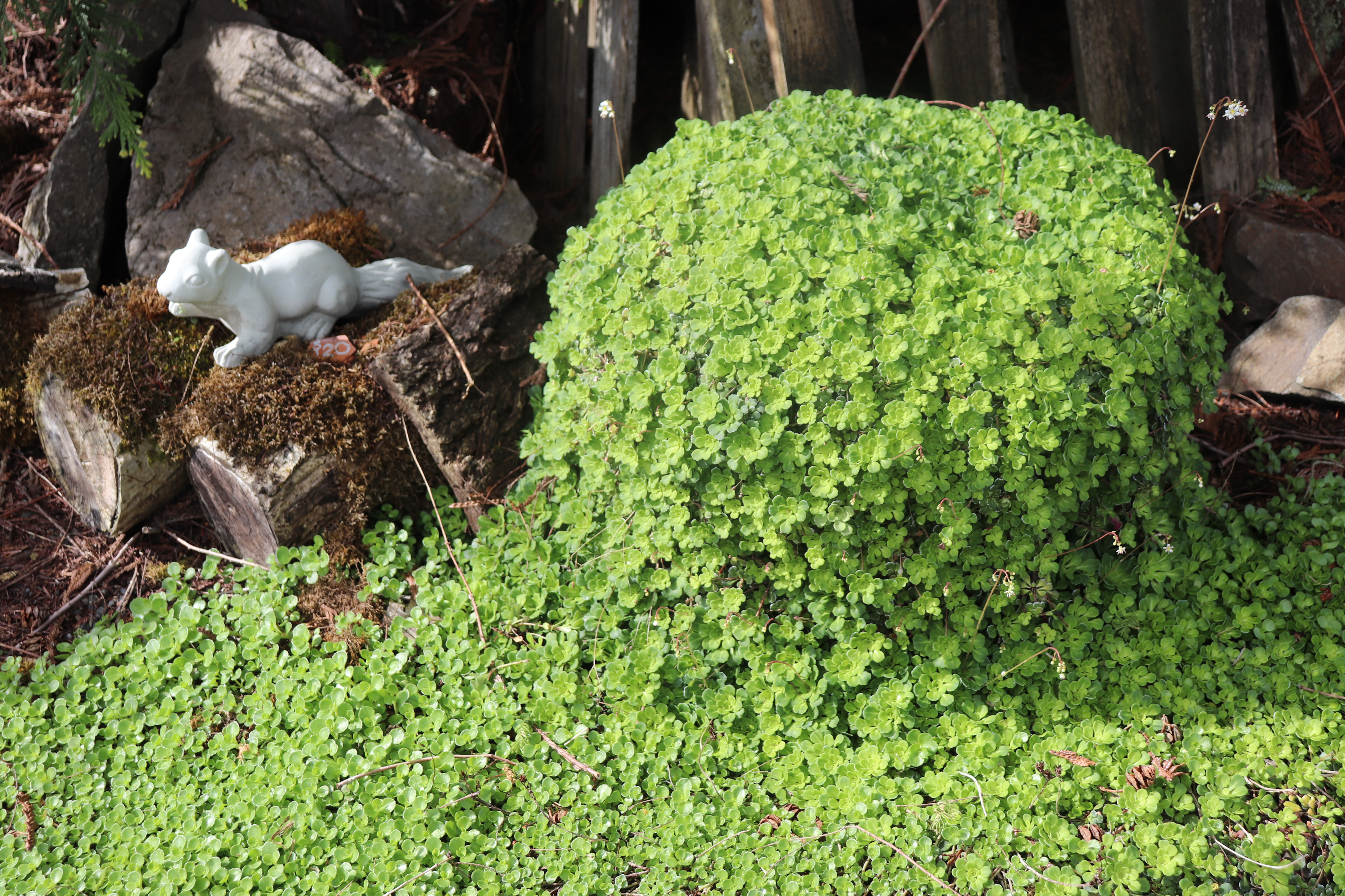 A real photo of dense low groundcover plants creating a thick green carpet that shades the soil in a sunny garden bed