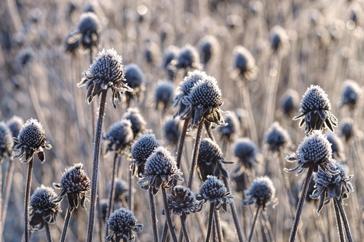 A real photo of dried coneflower stems with seed heads standing in a winter garden after a light snowfall, with a soft natural background